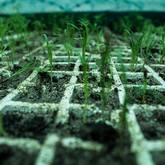 Our vibrant Masakhane Community Farm