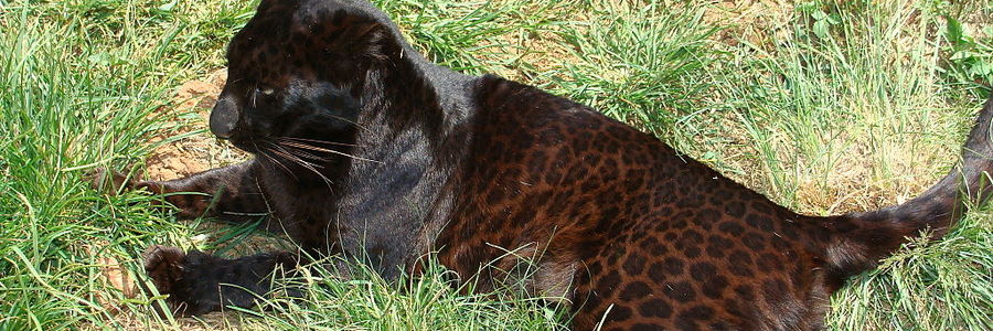 1024px_Black_leopard_1520255494