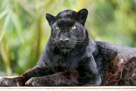 Quick fact about Black Leopards
