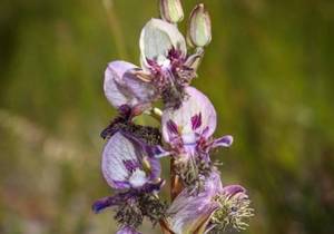 Disa lugens - 800th species recorded on Grootbos
