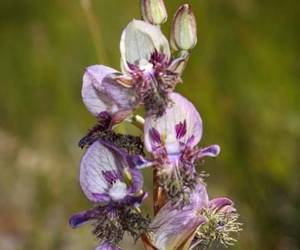 Disa lugens - 800th species recorded on Grootbos