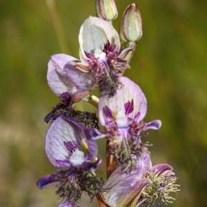 Disa_Lugens_1_1520495650