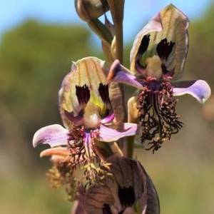 Disa_lugens_2_1520495649