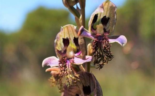 Disa_lugens_2_1520495649