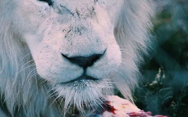 28959409_1706014912816760_9222418644309377024_n_1520855161