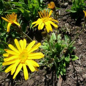 P1000175_grande_1520857543