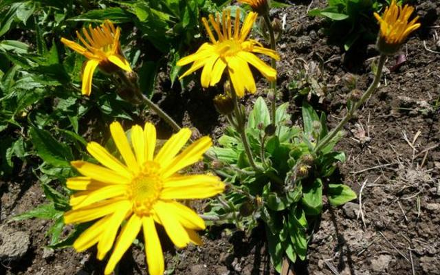 P1000175_grande_1520857543