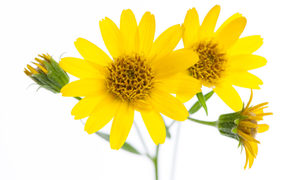 Does Arnica help with pain relief?