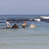 #gansbaaipearlybeachhorsetrails