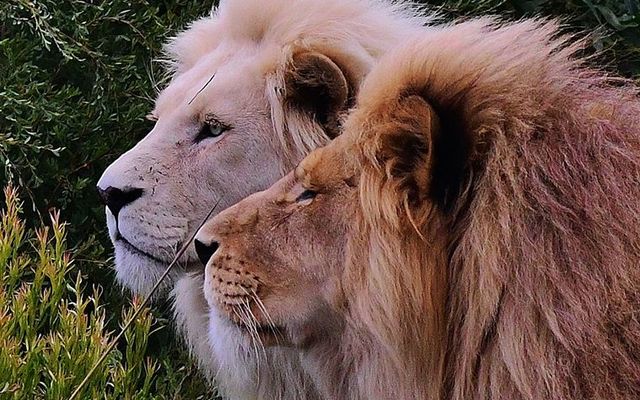 29244204_1712207965530788_1549642673051140096_n_1521190804