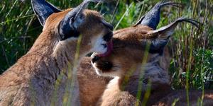 29249404_1712208582197393_2654627145724198912_n_1521190805