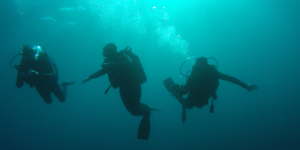 Scuba_in_Gansbaai_1521198952