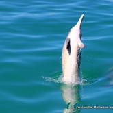 Generally, Indian Ocean Humpback dolphins are quite shy around our vessels, but the dolphins were unbelievably entertaining. As we came across the animals, it became clear very quickly as they began a sort of acrobatic display. One daring individual decided to show off and backflip just meters away from our awestruck guests. This dolphin set the tone for the others as they soon joined to fun.