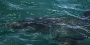 20180403_SF_Trip3_KBaker_IMG09_1522912764