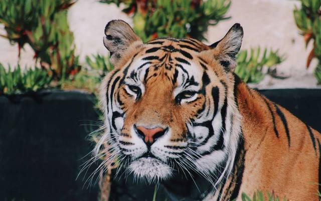 29216418_1711511855600399_8872834857902800896_o_1522998770