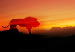 Sunset Visits at Panthera Africa Big Cat Sanctuary