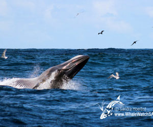 Whales of Dyer Island - Bryde's Whale