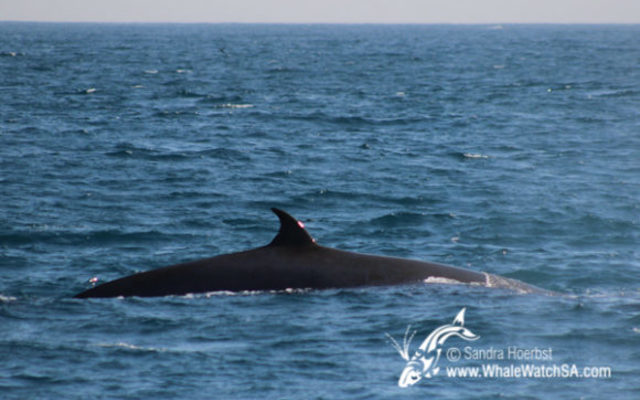 20170728_DC_Trip2_SHoerbst_IMG_058_580x387_1523447428