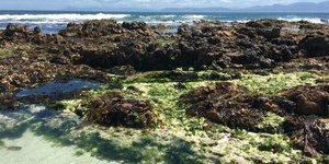 Enjoy exploring the rock pools