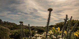 Magnificent Fynbos