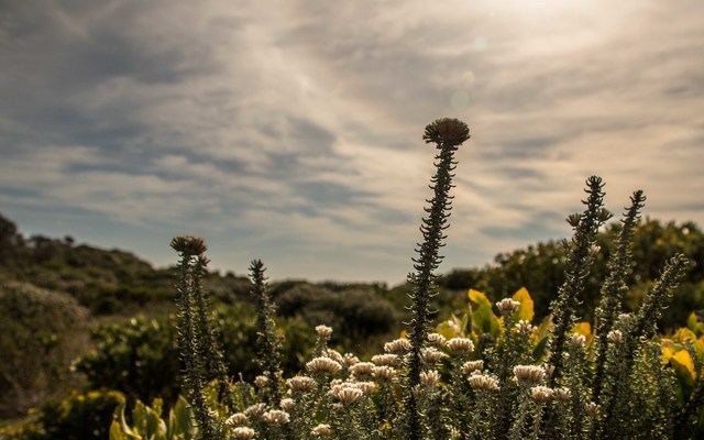 Magnificent Fynbos