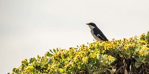 Vast selection of bird life