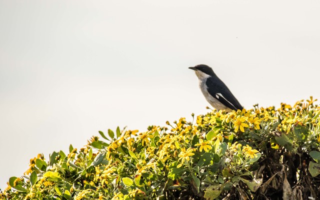 Vast selection of bird life