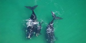 2. Southern Right Whale