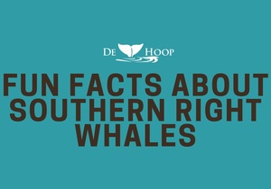 Whales are arriving - Southern Right Whale Infographic