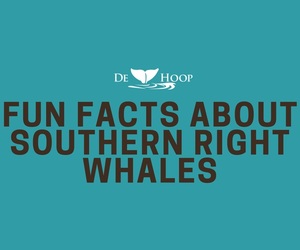 Whales are arriving - Southern Right Whale Infographic