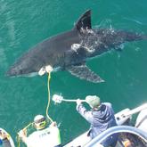 5m female Great White shark in May