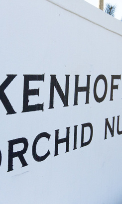 Eikenhoff_orchid_41__1528093984