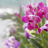 Orchid Nursery