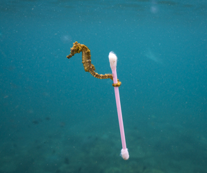 World Environment Day