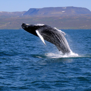 whales_regurarly_breach_the_coastal_waters_around_iceland_creating_stunning_visual_displays_1529234896