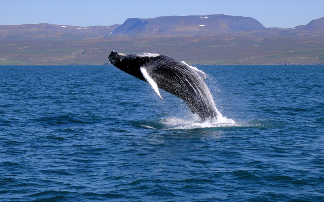 whales_regurarly_breach_the_coastal_waters_around_iceland_creating_stunning_visual_displays_1529234896
