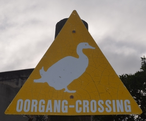 The Strandveld is where...