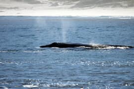 Our gentle giants have returned!