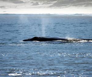 Our gentle giants have returned!