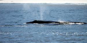 34775004_2038351642850644_5630809718281732096_n_1529048307