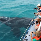 Southern Right Whale