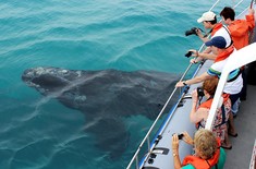 Dyer_Island_Cruises_Marine_Big_5_Southern_Right_Whale_1530166196
