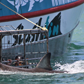 Shark Cage Diving
