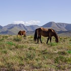 Kleinmond Wild Horses