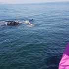 Whale Watching with Ivanhoe