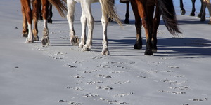 #Gansbaai & Pearly Beach Horse Trails