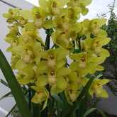 Raffle Plant won by Maggie Di Giannatale