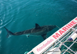 Daily Blog 17 July 2018