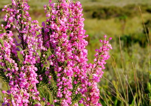 The Erica Irregularis