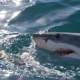 White Shark gently gliding past